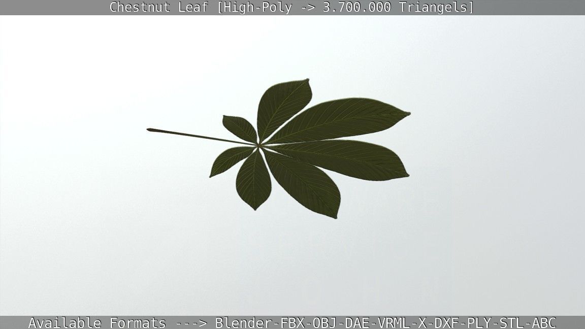 Chestnut Leaf High-Poly 3D model_39