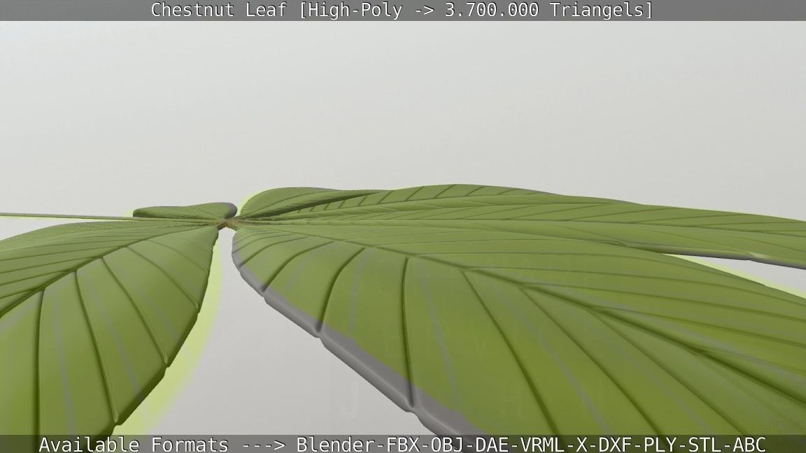 Chestnut Leaf High-Poly 3D model_108