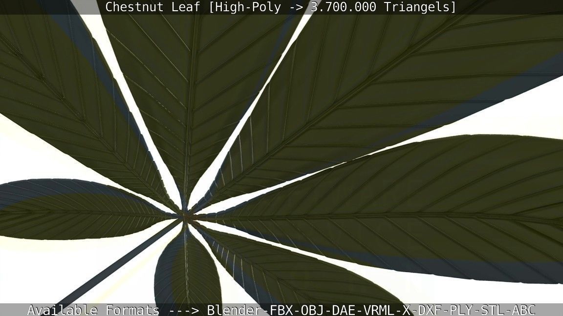 Chestnut Leaf High-Poly 3D model_116