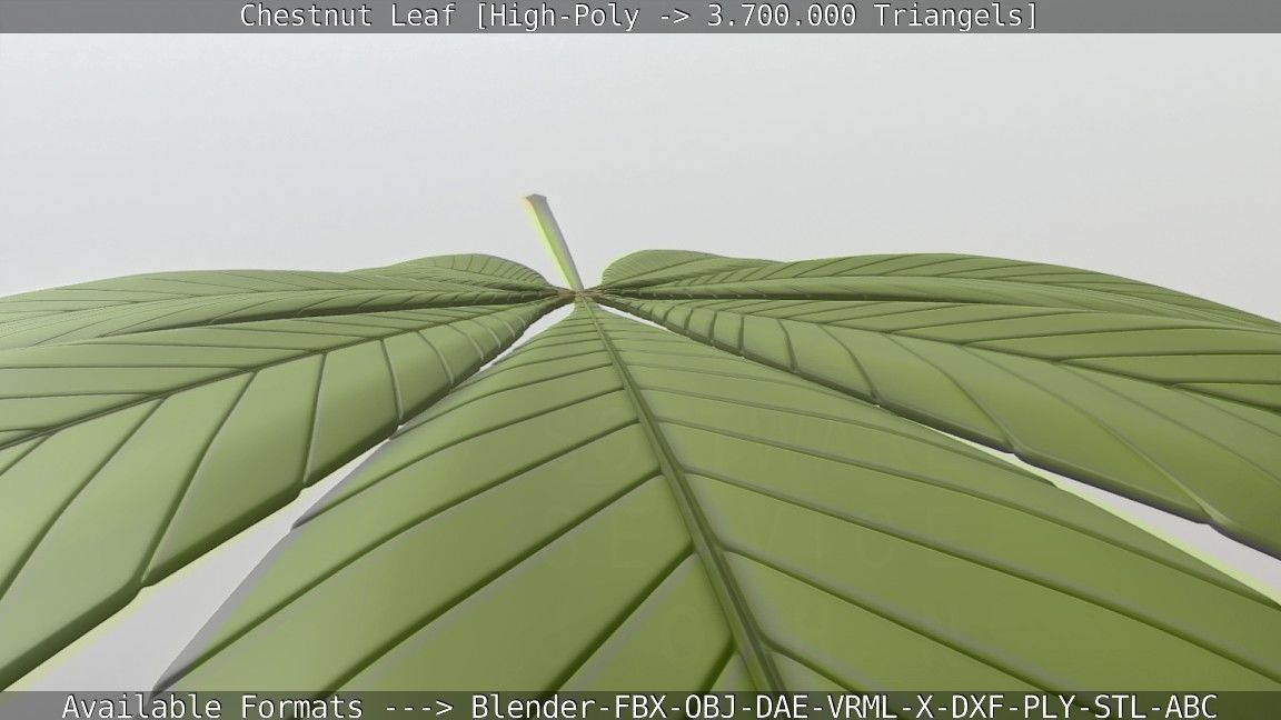 Chestnut Leaf High-Poly 3D model_103