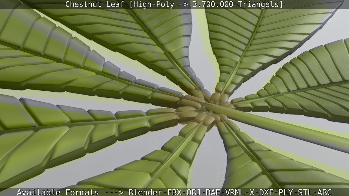 Chestnut Leaf High-Poly 3D model_89