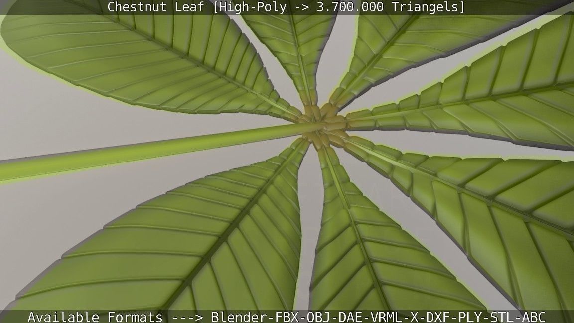 Chestnut Leaf High-Poly 3D model_83