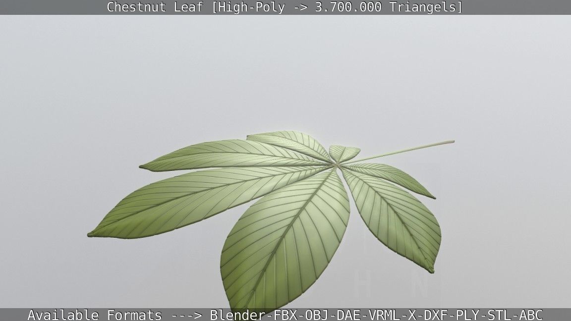 Chestnut Leaf High-Poly 3D model_56