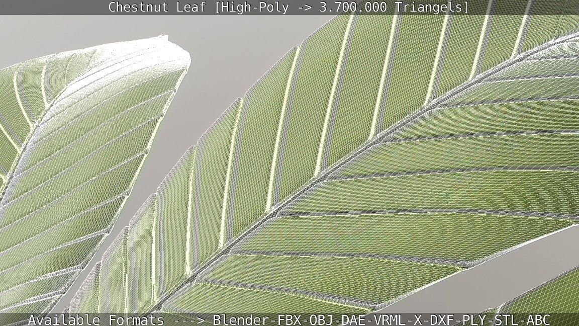 Chestnut Leaf High-Poly 3D model_20