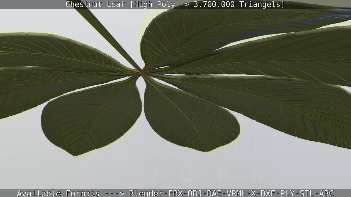 Chestnut Leaf High-Poly 3D model_114