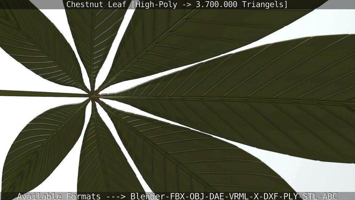 Chestnut Leaf High-Poly 3D model_115