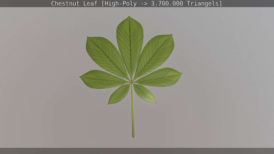Chestnut Leaf High-Poly 3D model_33