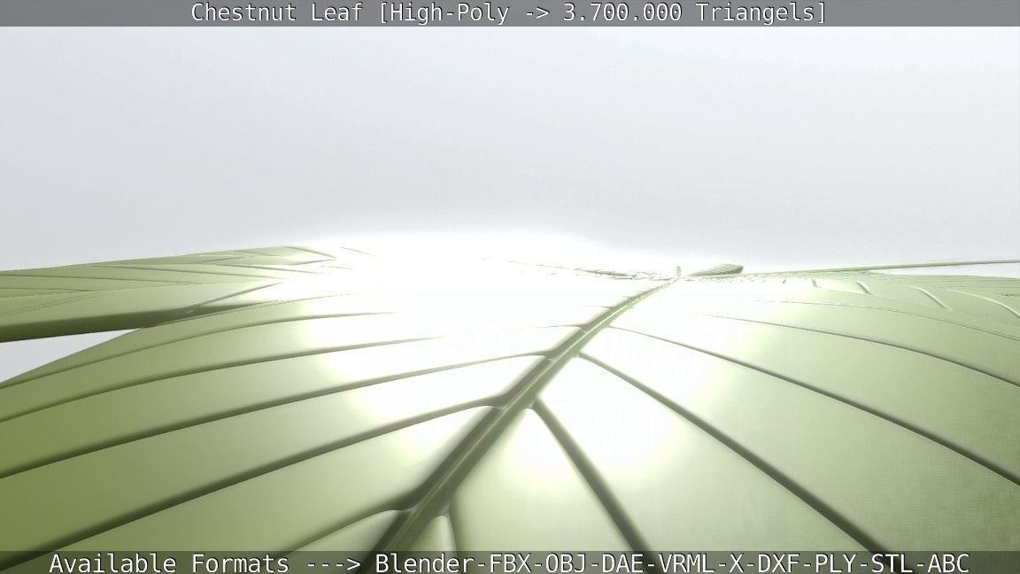 Chestnut Leaf High-Poly 3D model_102