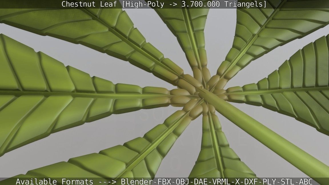 Chestnut Leaf High-Poly 3D model_88