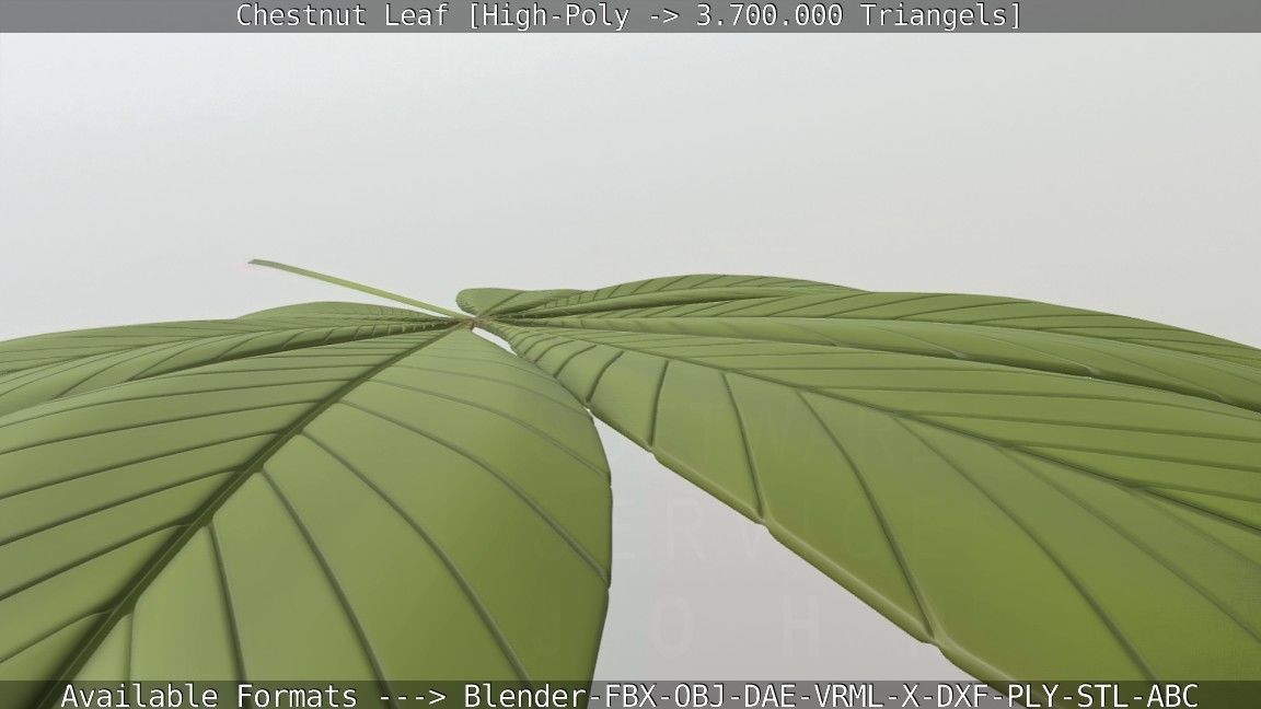 Chestnut Leaf High-Poly 3D model_107