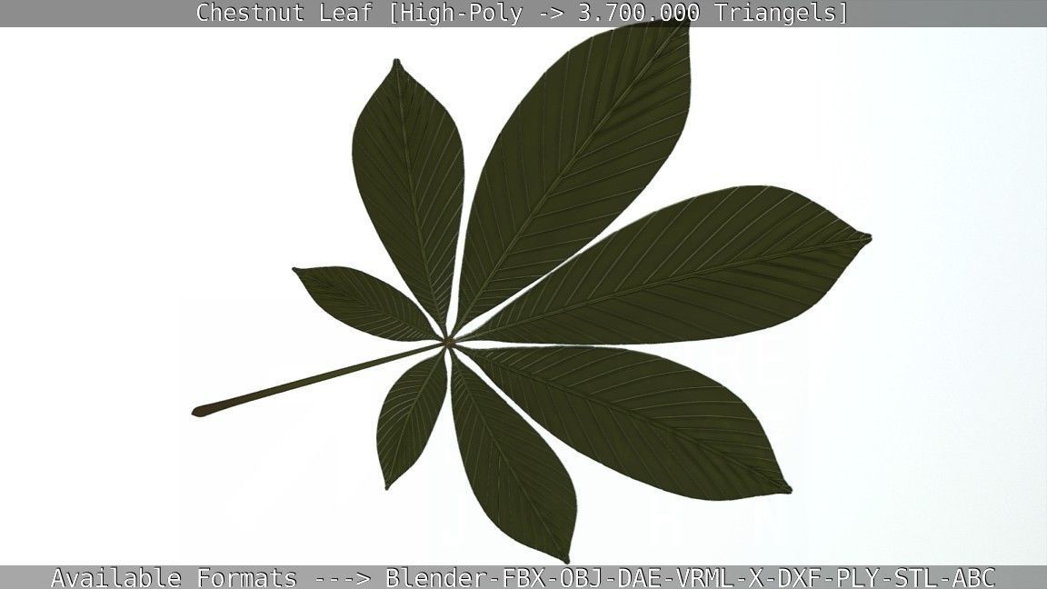 Chestnut Leaf High-Poly 3D model_49