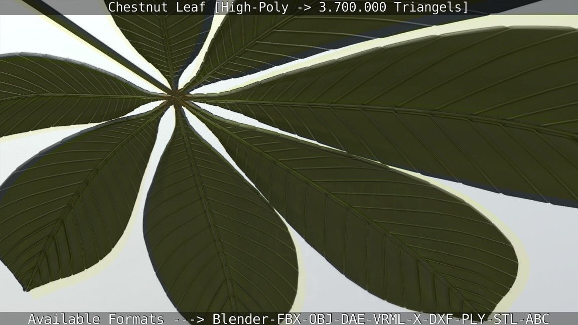 Chestnut Leaf High-Poly 3D model_113