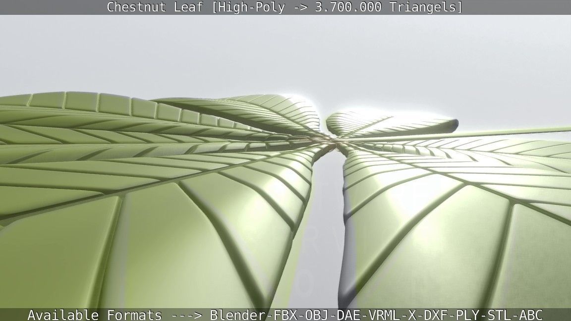 Chestnut Leaf High-Poly 3D model_91