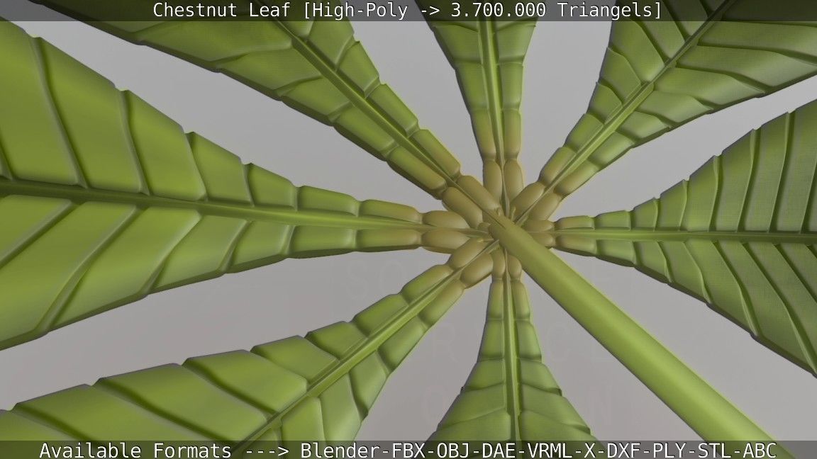 Chestnut Leaf High-Poly 3D model_85
