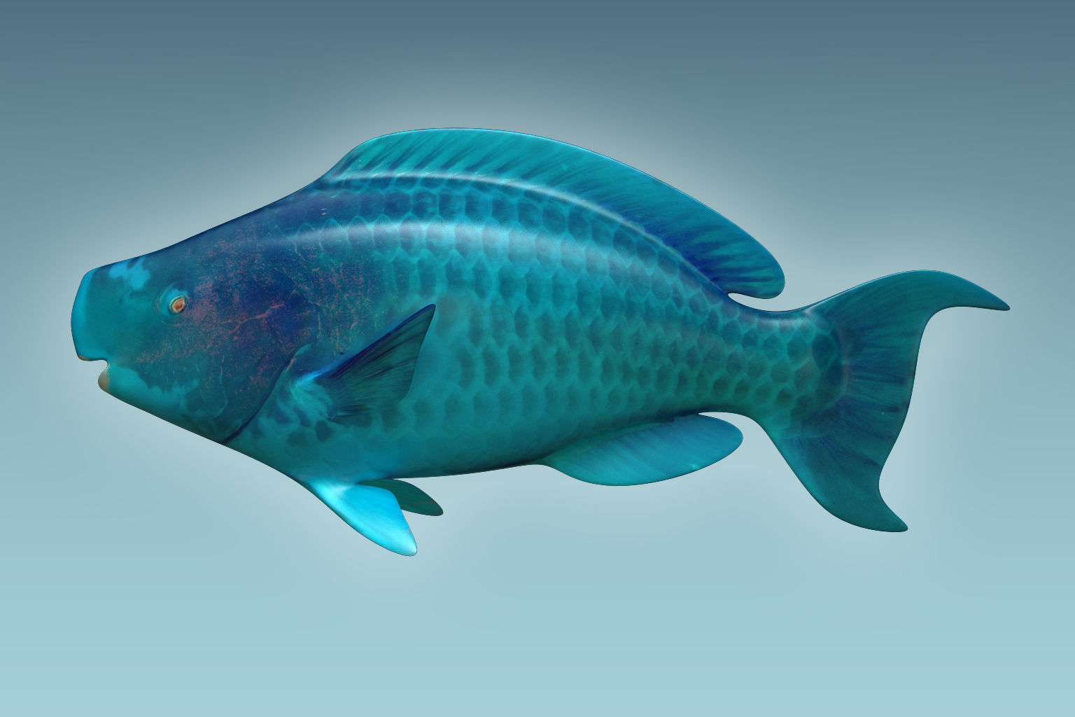 Parrotfish parrot fish 3D model_1