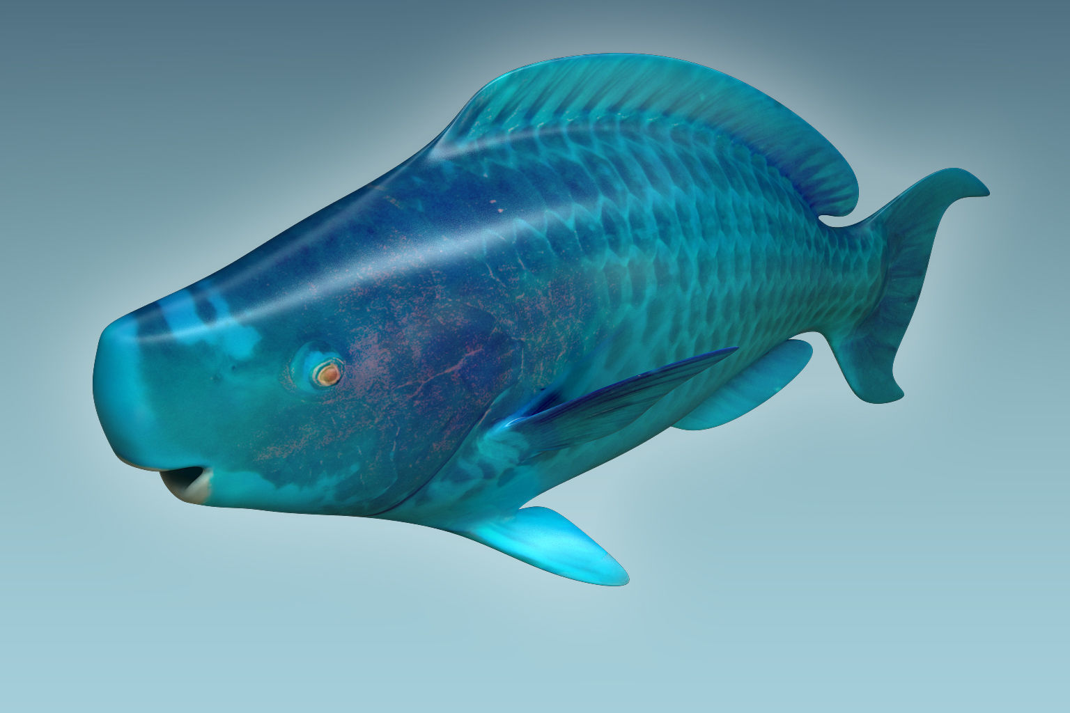 Parrotfish parrot fish 3D model_2