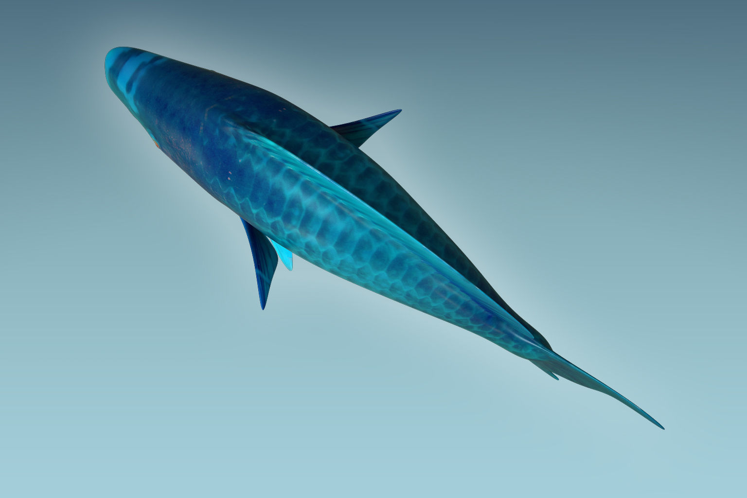 Parrotfish parrot fish 3D model_4