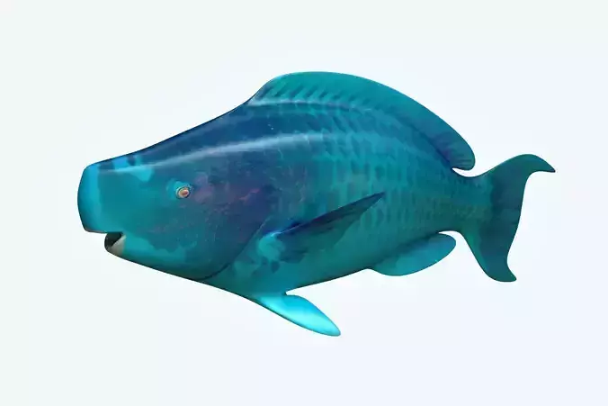 Parrotfish parrot fish