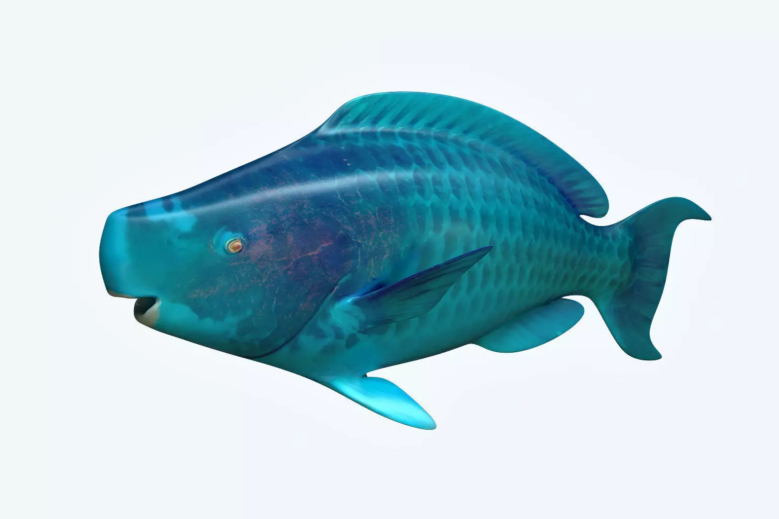 Parrotfish parrot fish 3D model_0