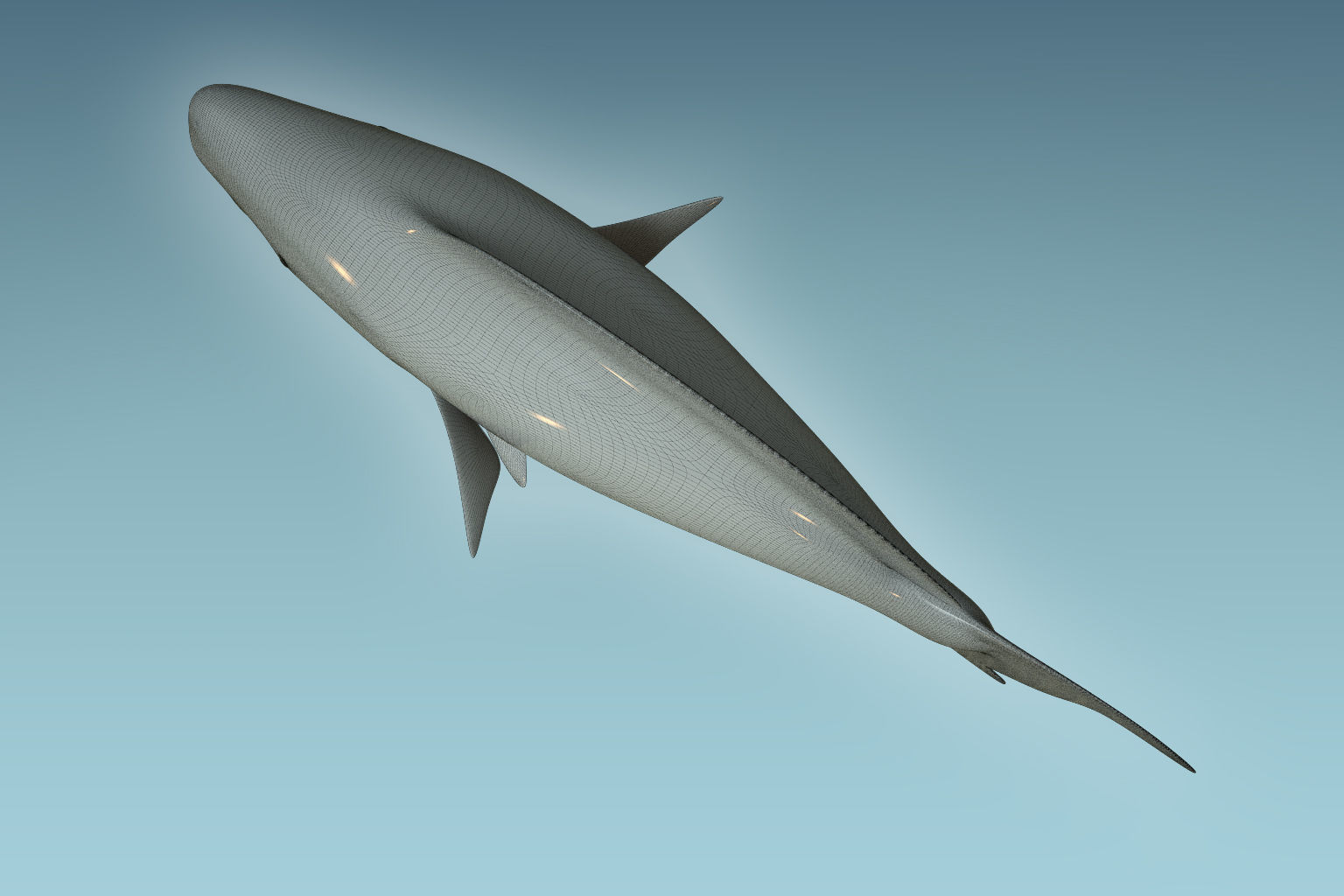 Parrotfish parrot fish 3D model_8