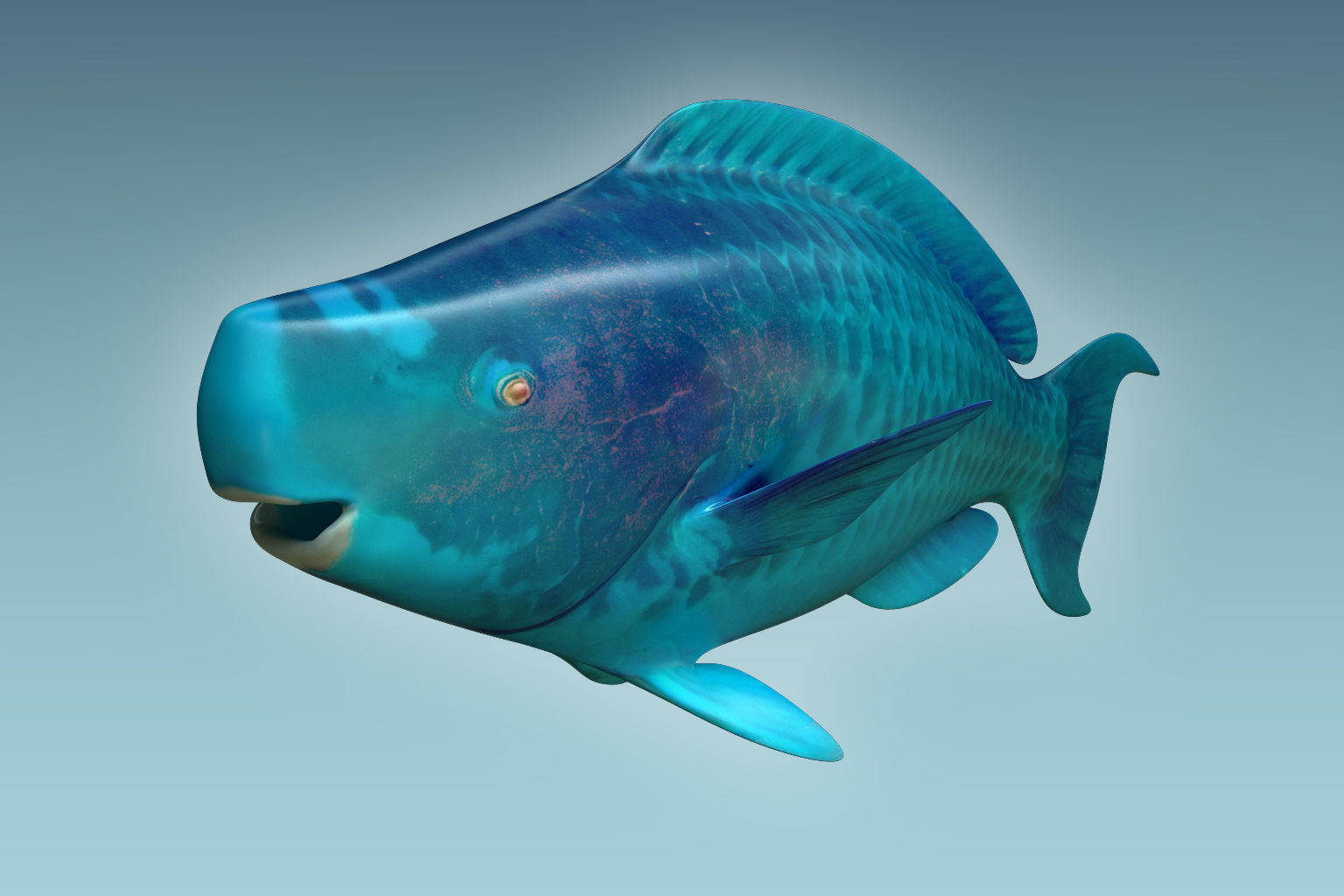 Parrotfish parrot fish 3D model_5