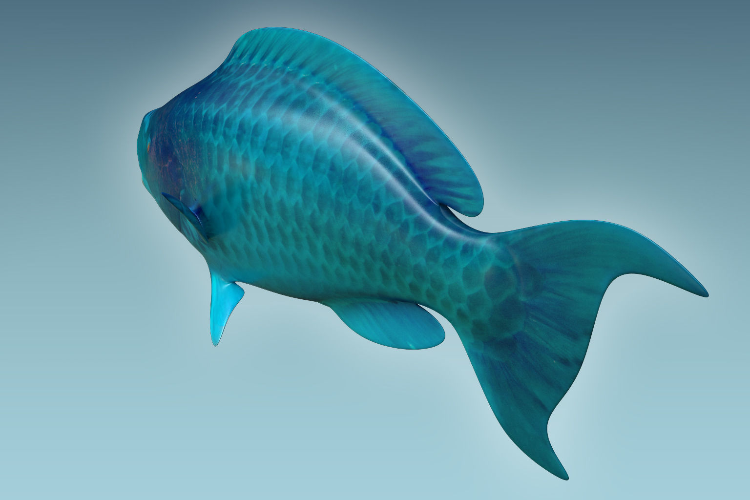 Parrotfish parrot fish 3D model_3