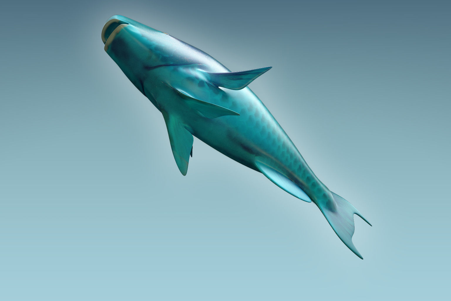 Parrotfish parrot fish 3D model_6