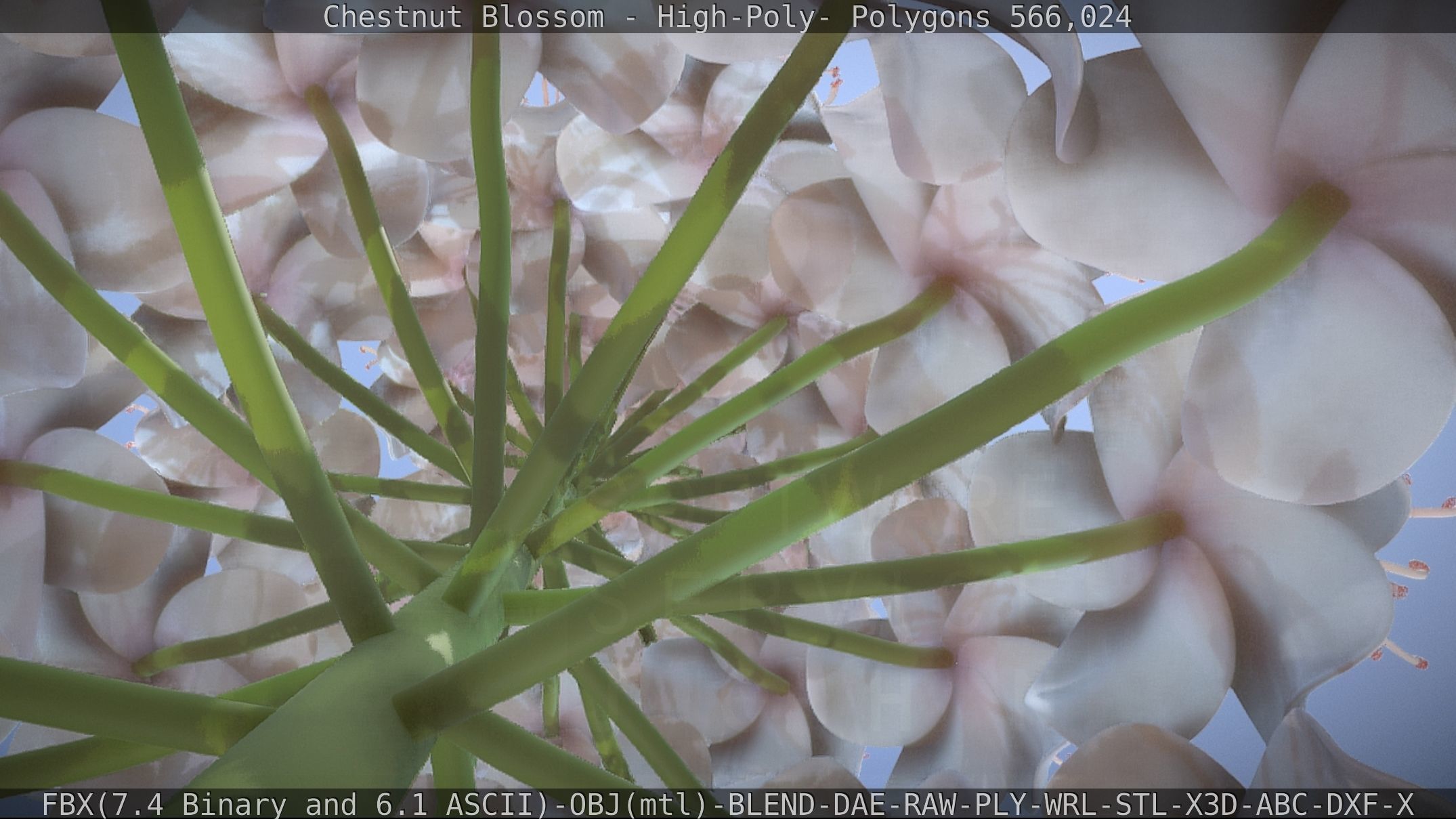 Chestnut Blossom High-Poly 3D model_12