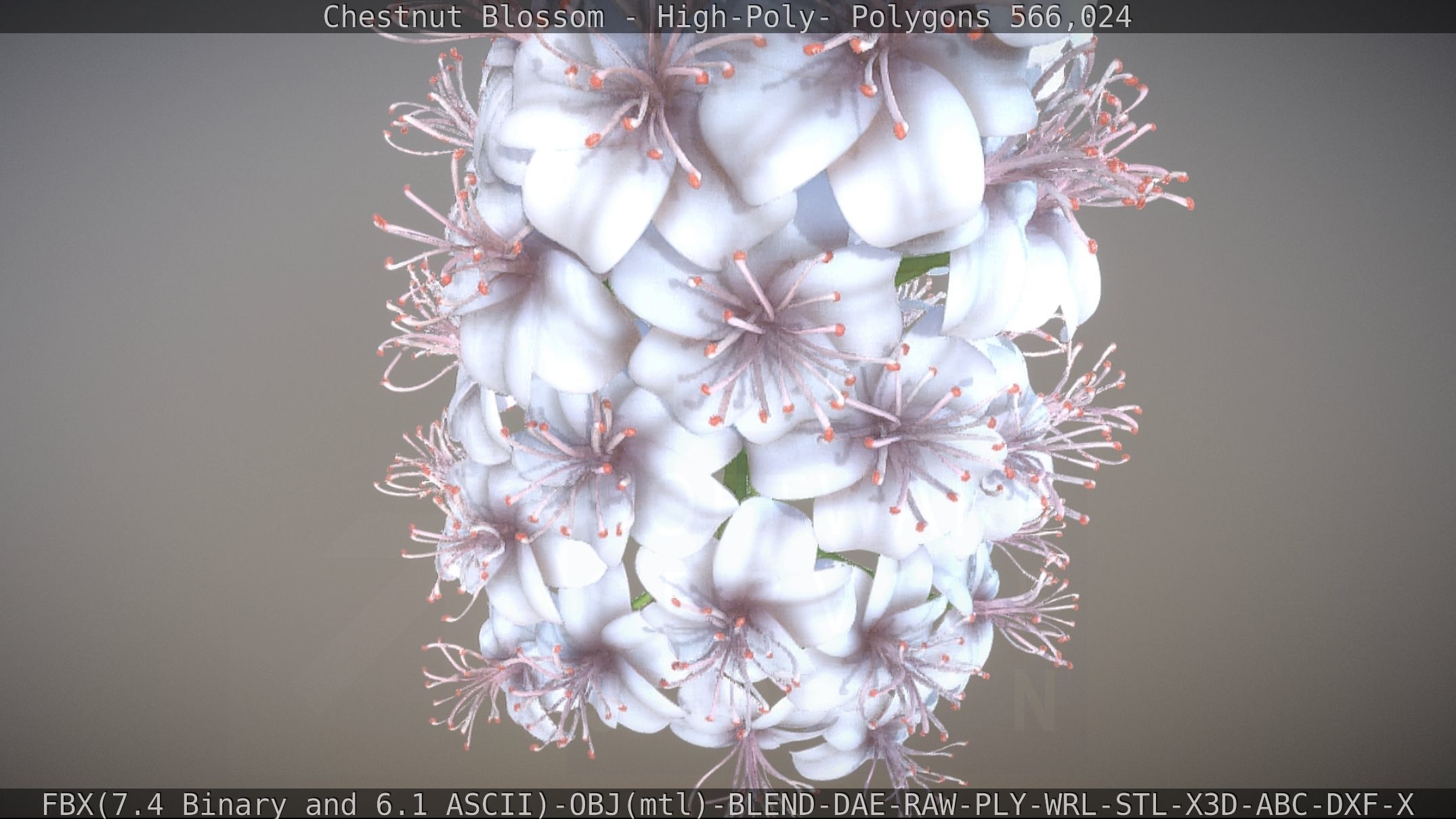 Chestnut Blossom High-Poly 3D model_48