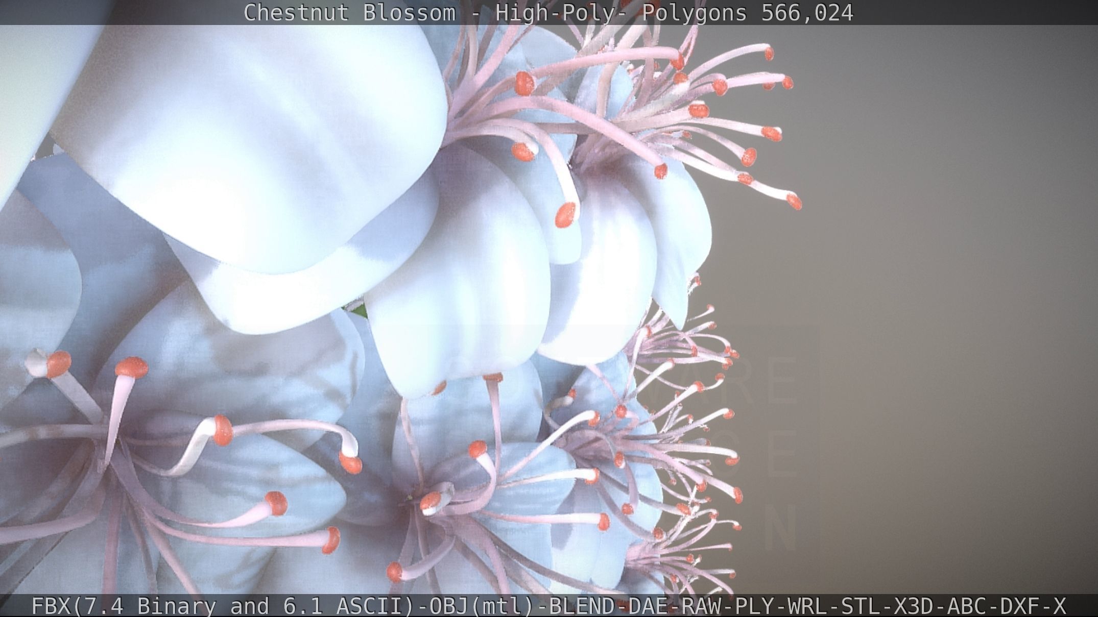 Chestnut Blossom High-Poly 3D model_49