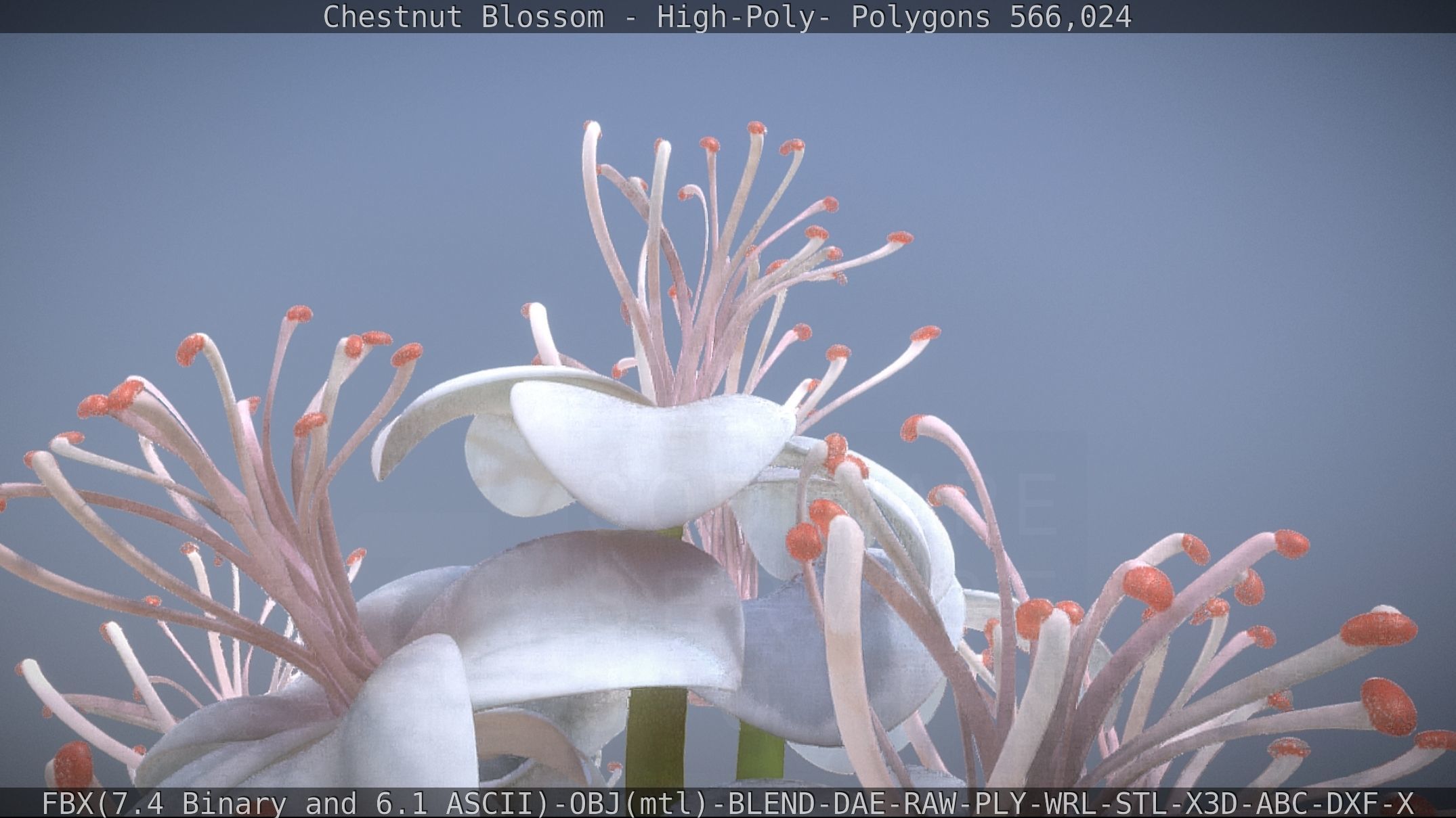 Chestnut Blossom High-Poly 3D model_8