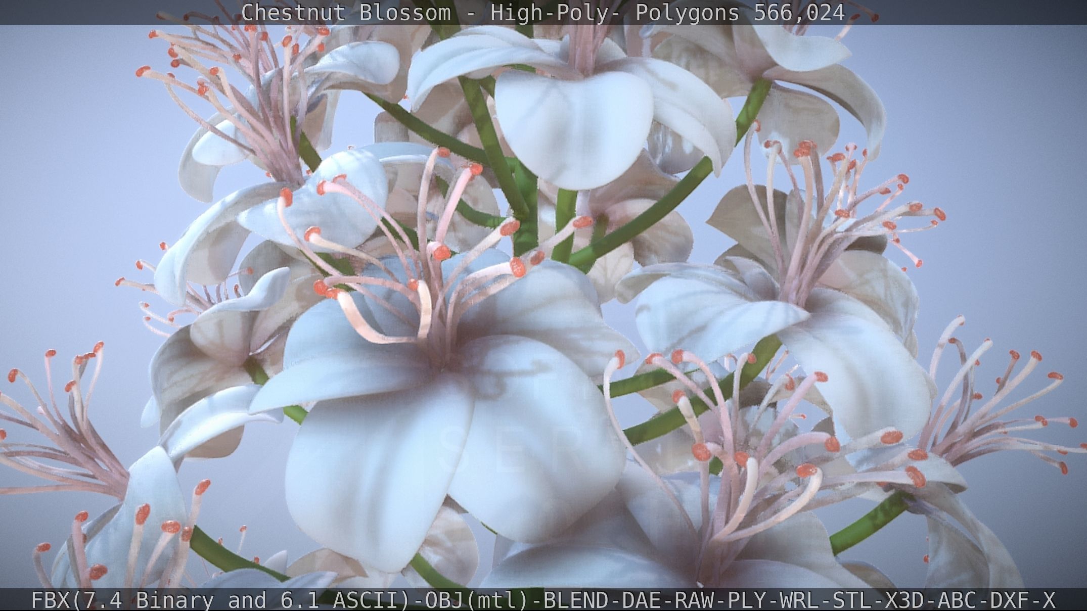 Chestnut Blossom High-Poly 3D model_37