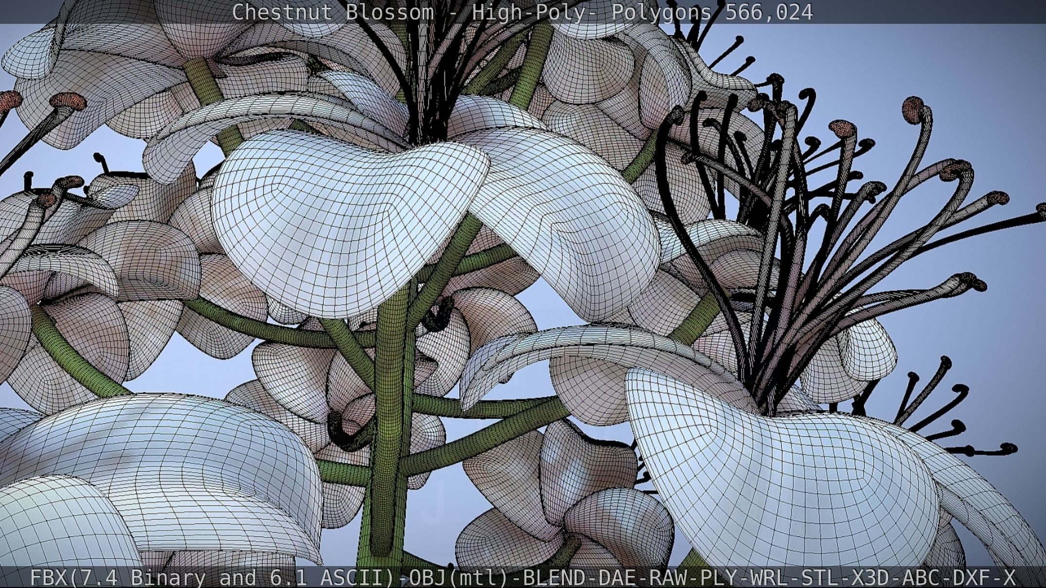 Chestnut Blossom High-Poly 3D model_70