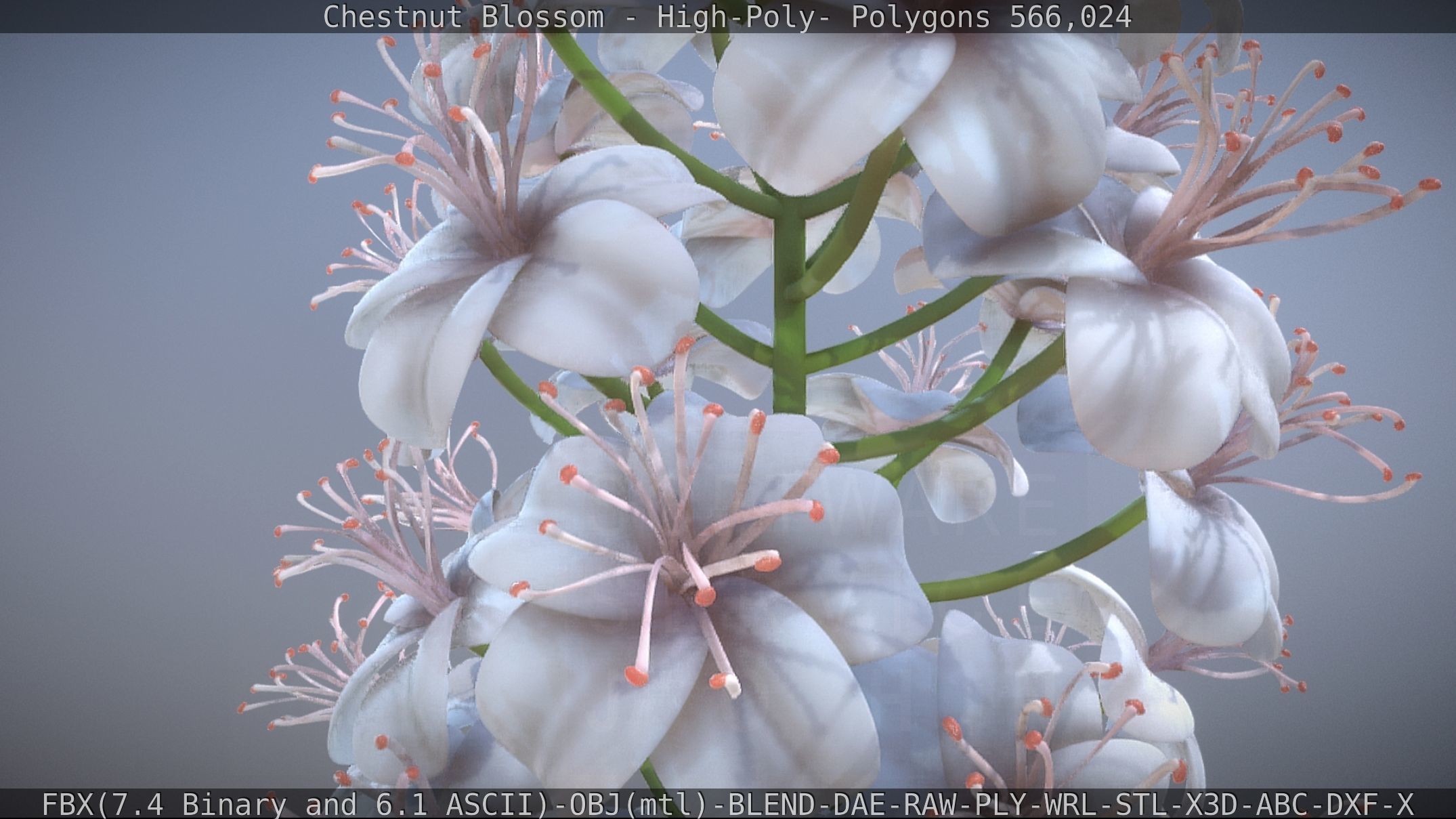 Chestnut Blossom High-Poly 3D model_56