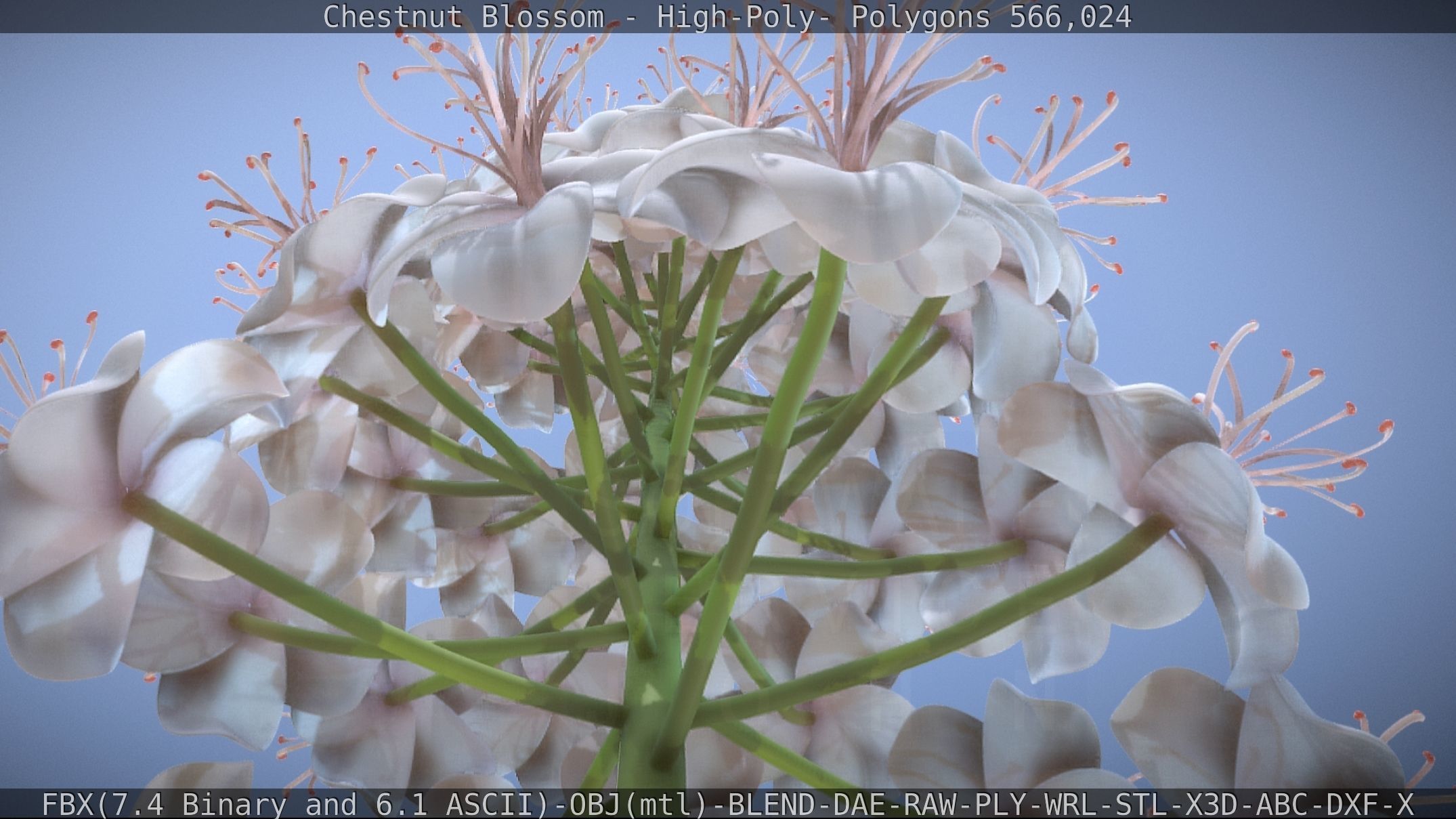 Chestnut Blossom High-Poly 3D model_18