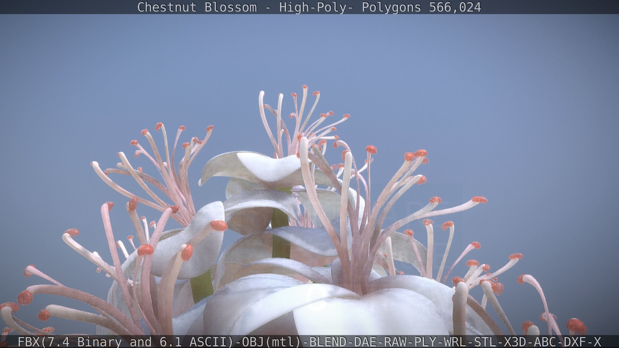 Chestnut Blossom High-Poly 3D model_30