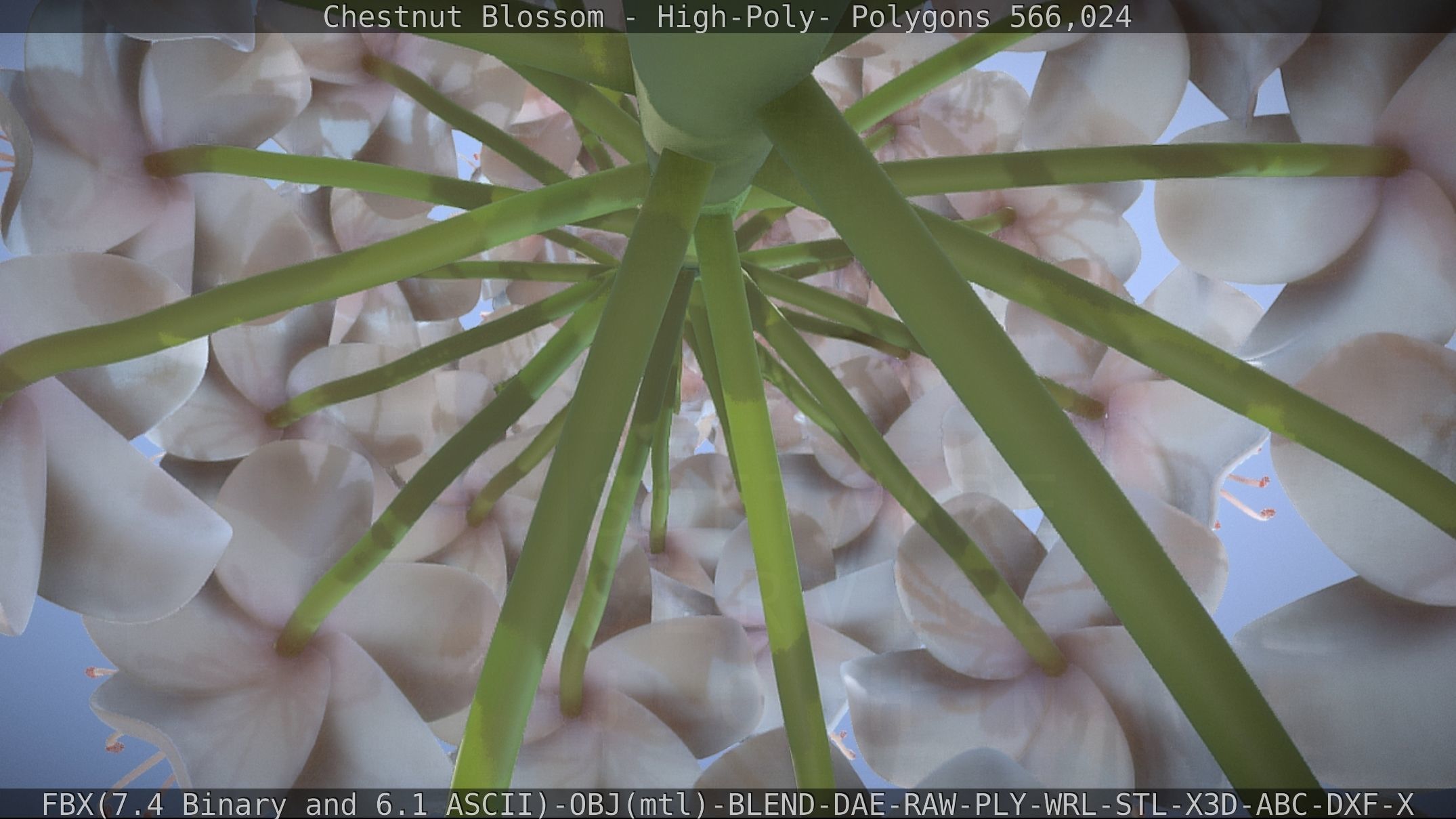 Chestnut Blossom High-Poly 3D model_36