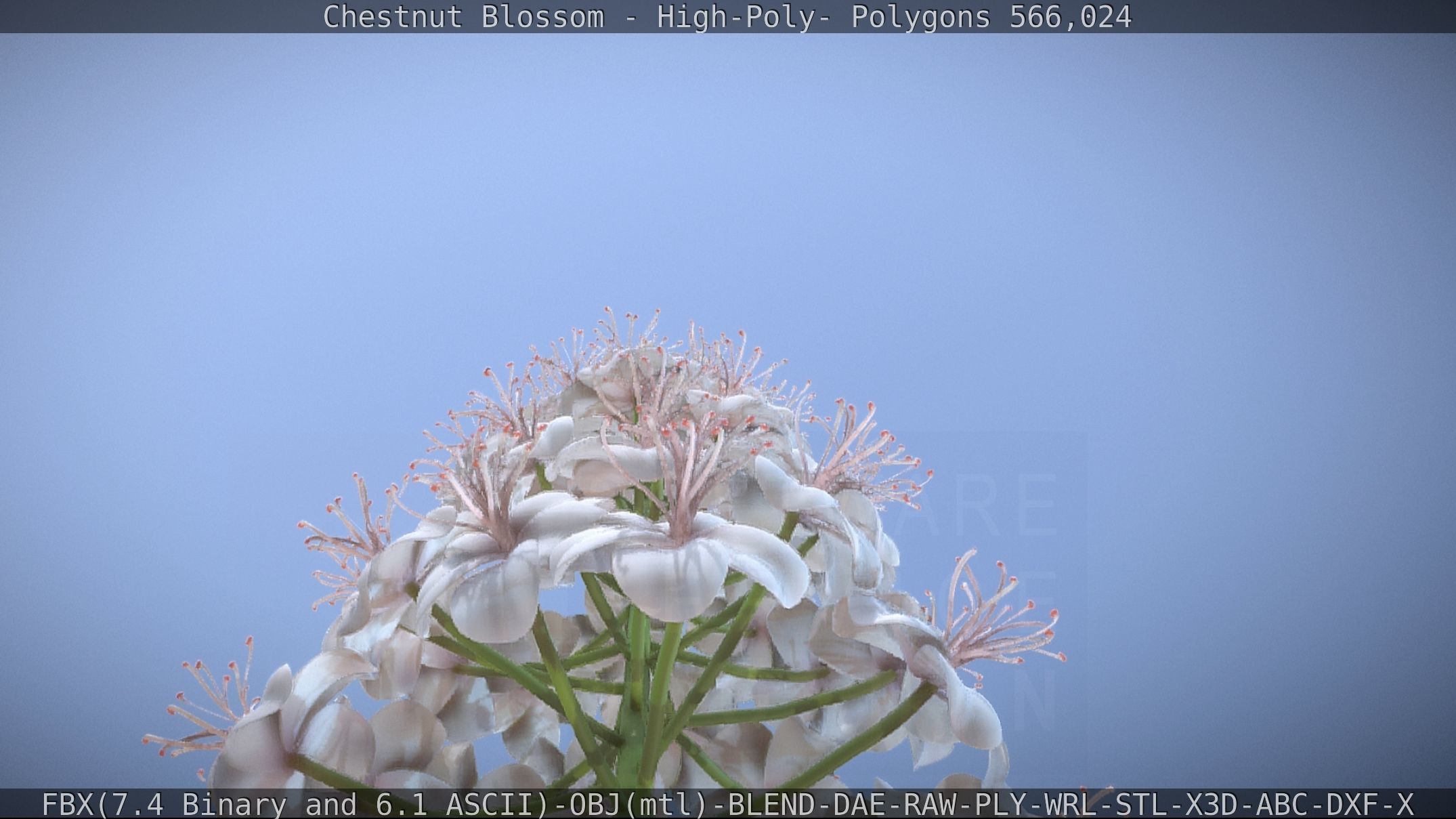 Chestnut Blossom High-Poly 3D model_35