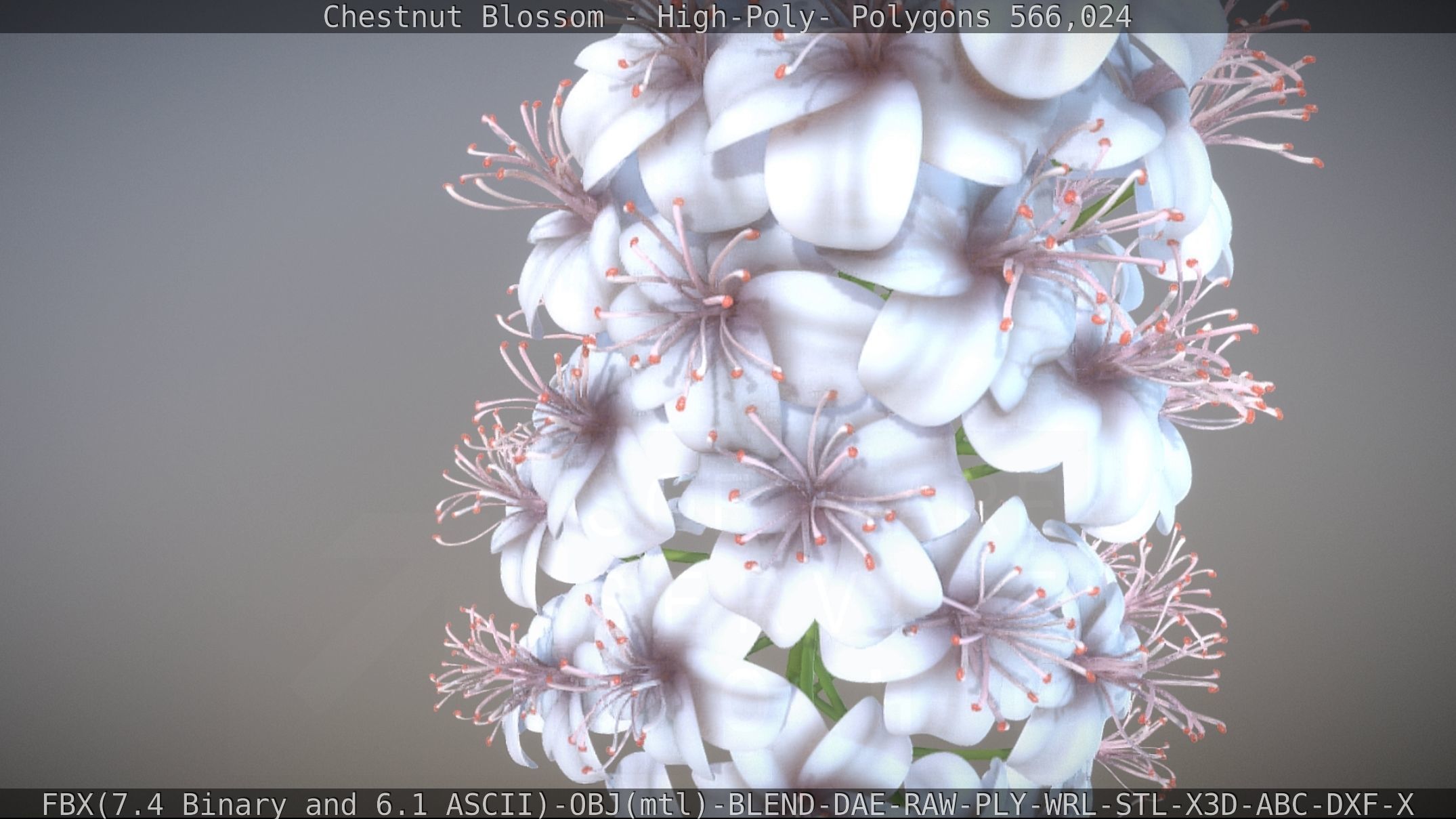 Chestnut Blossom High-Poly 3D model_42