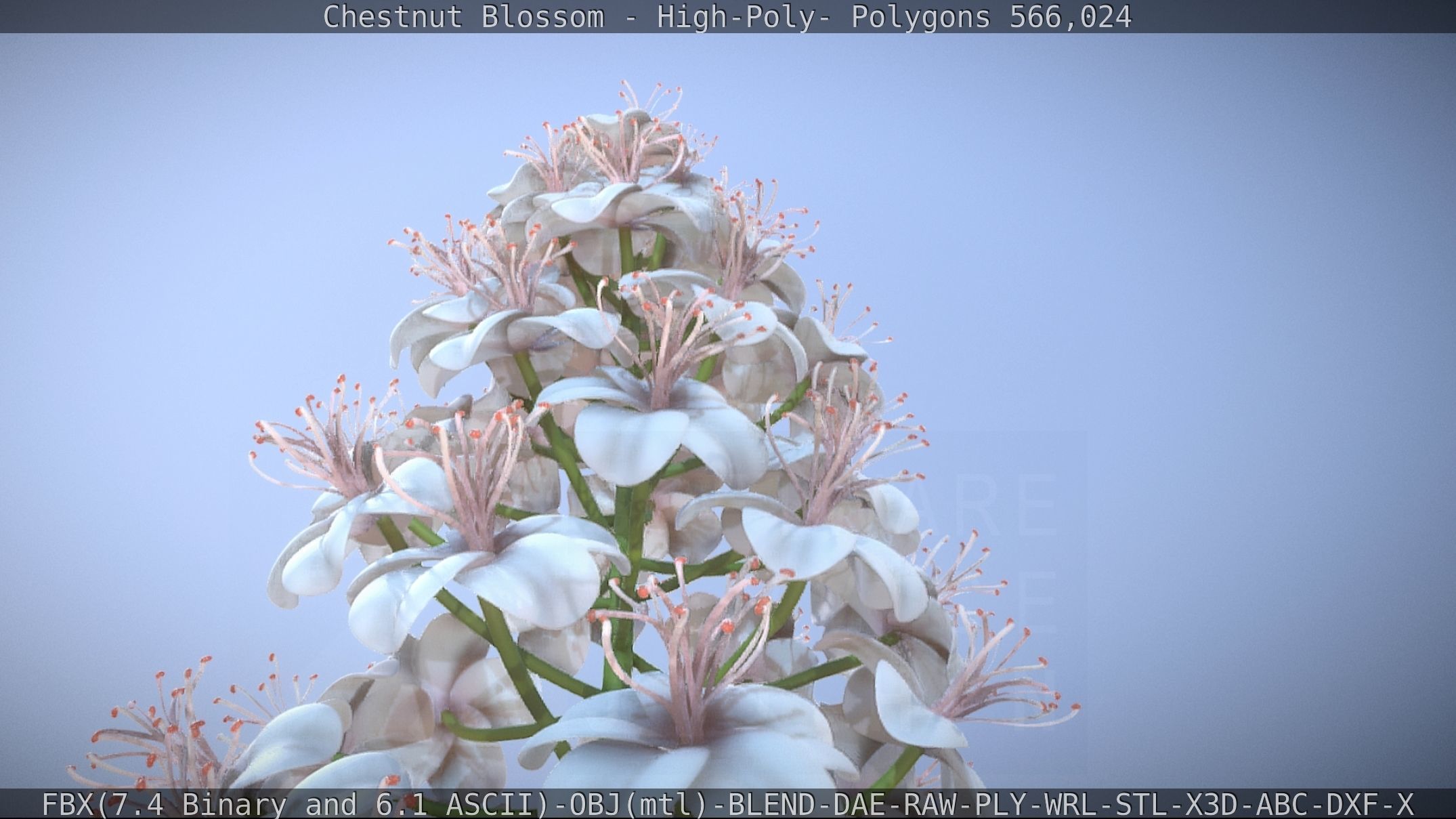 Chestnut Blossom High-Poly 3D model_53