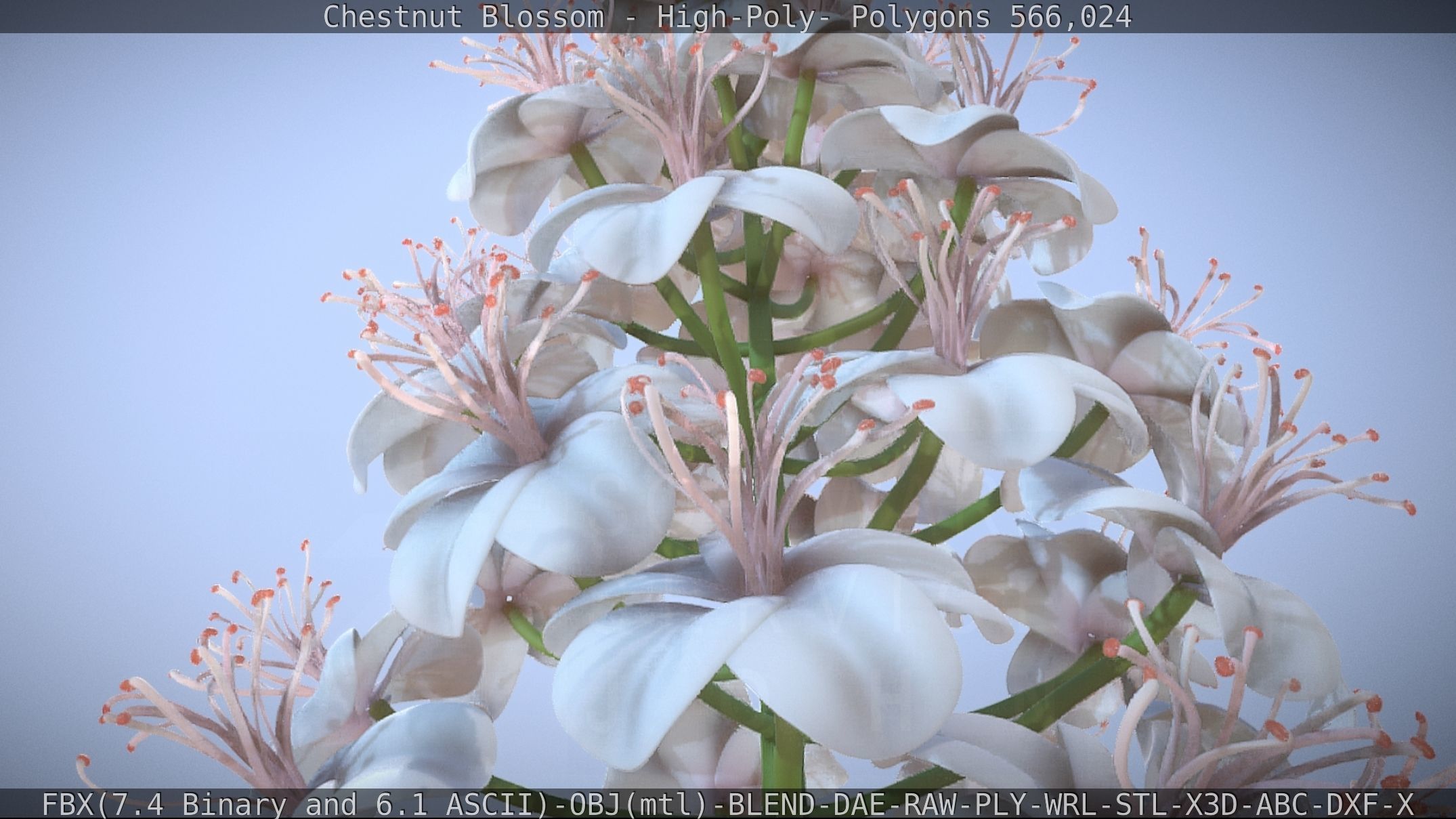 Chestnut Blossom High-Poly 3D model_61