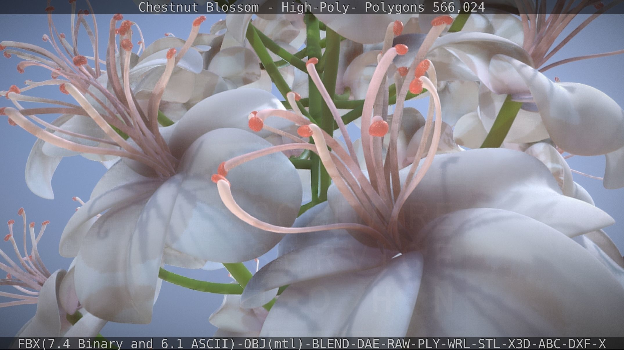 Chestnut Blossom High-Poly 3D model_22