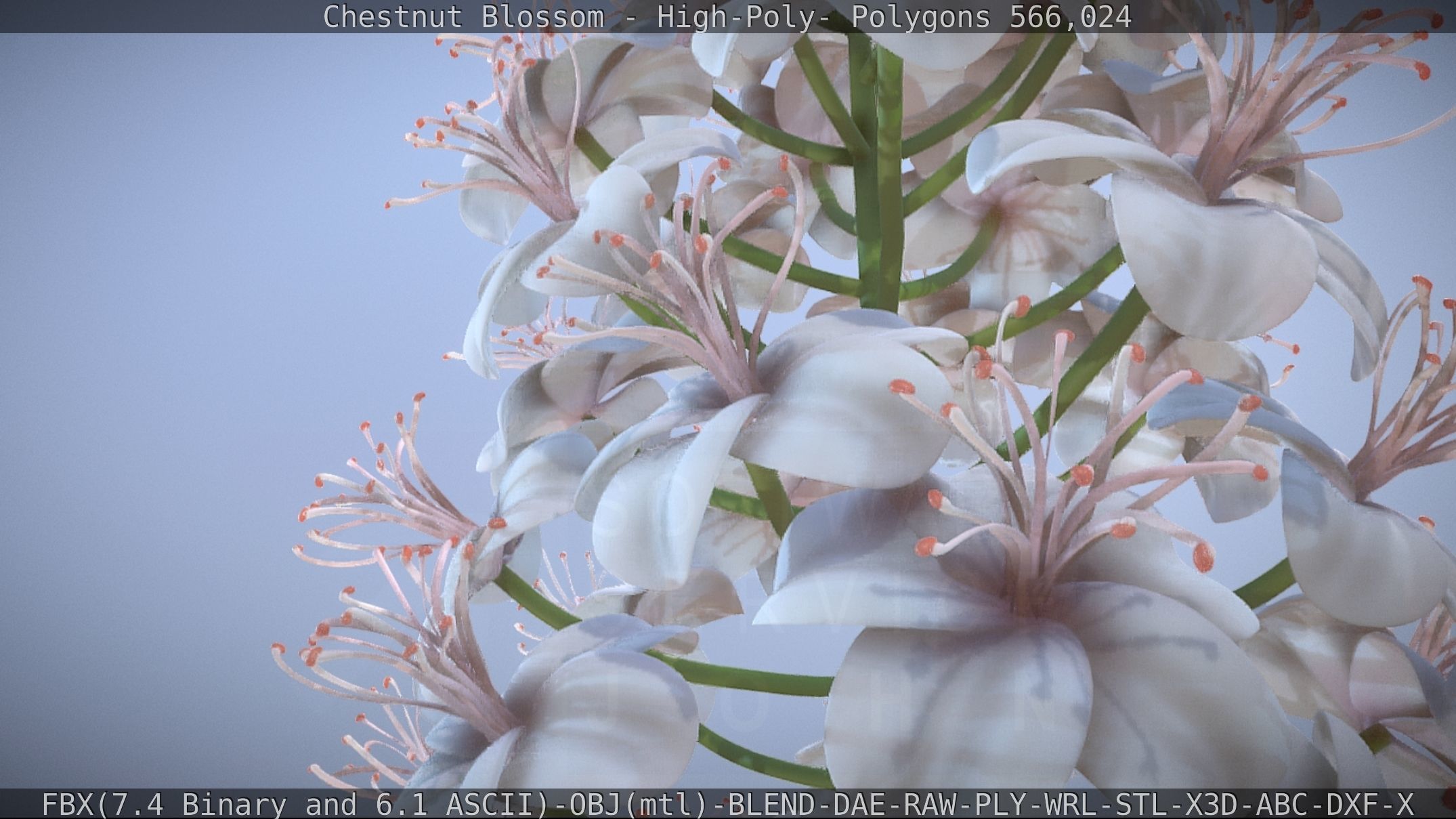 Chestnut Blossom High-Poly 3D model_58