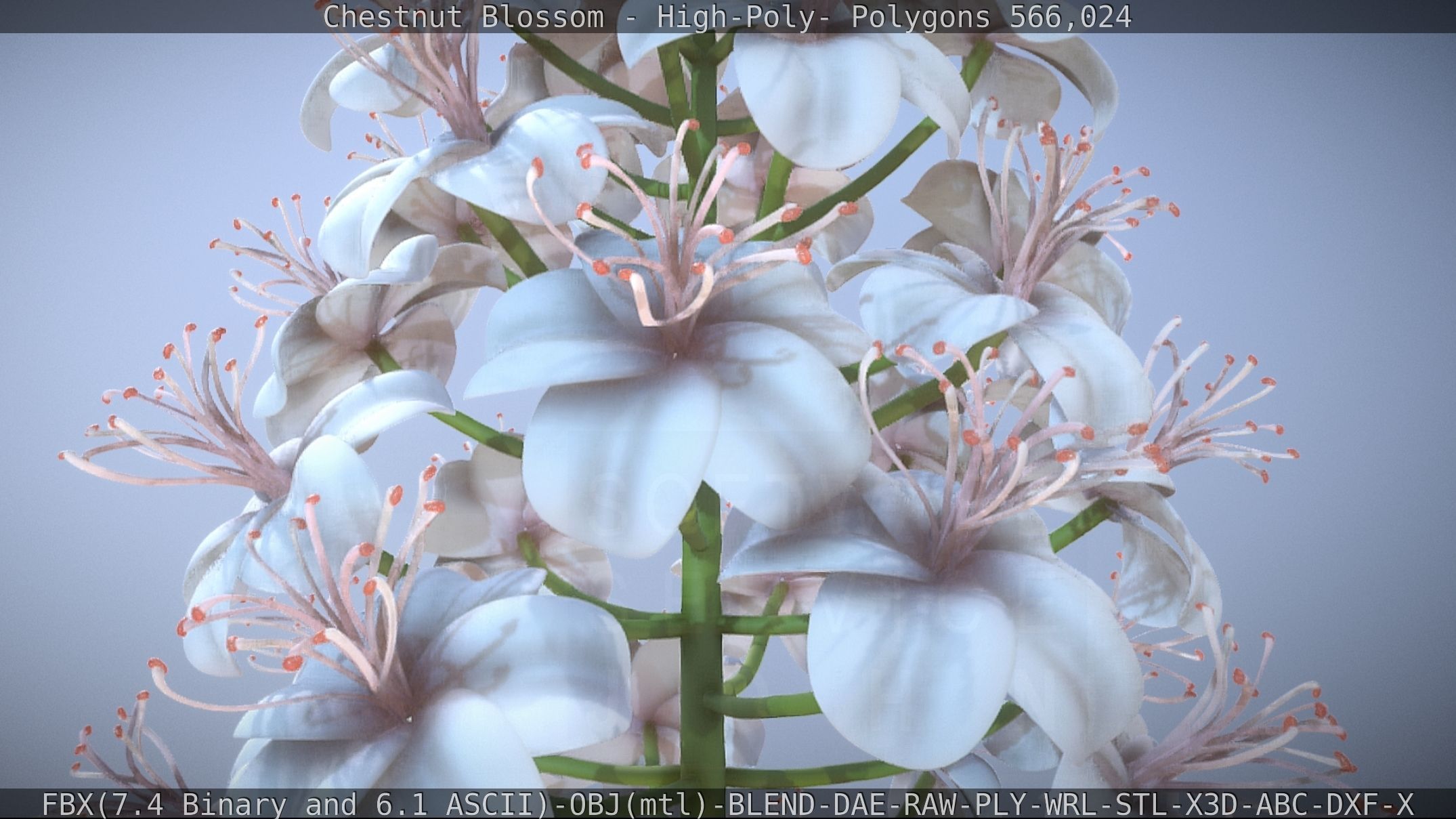 Chestnut Blossom High-Poly 3D model_54