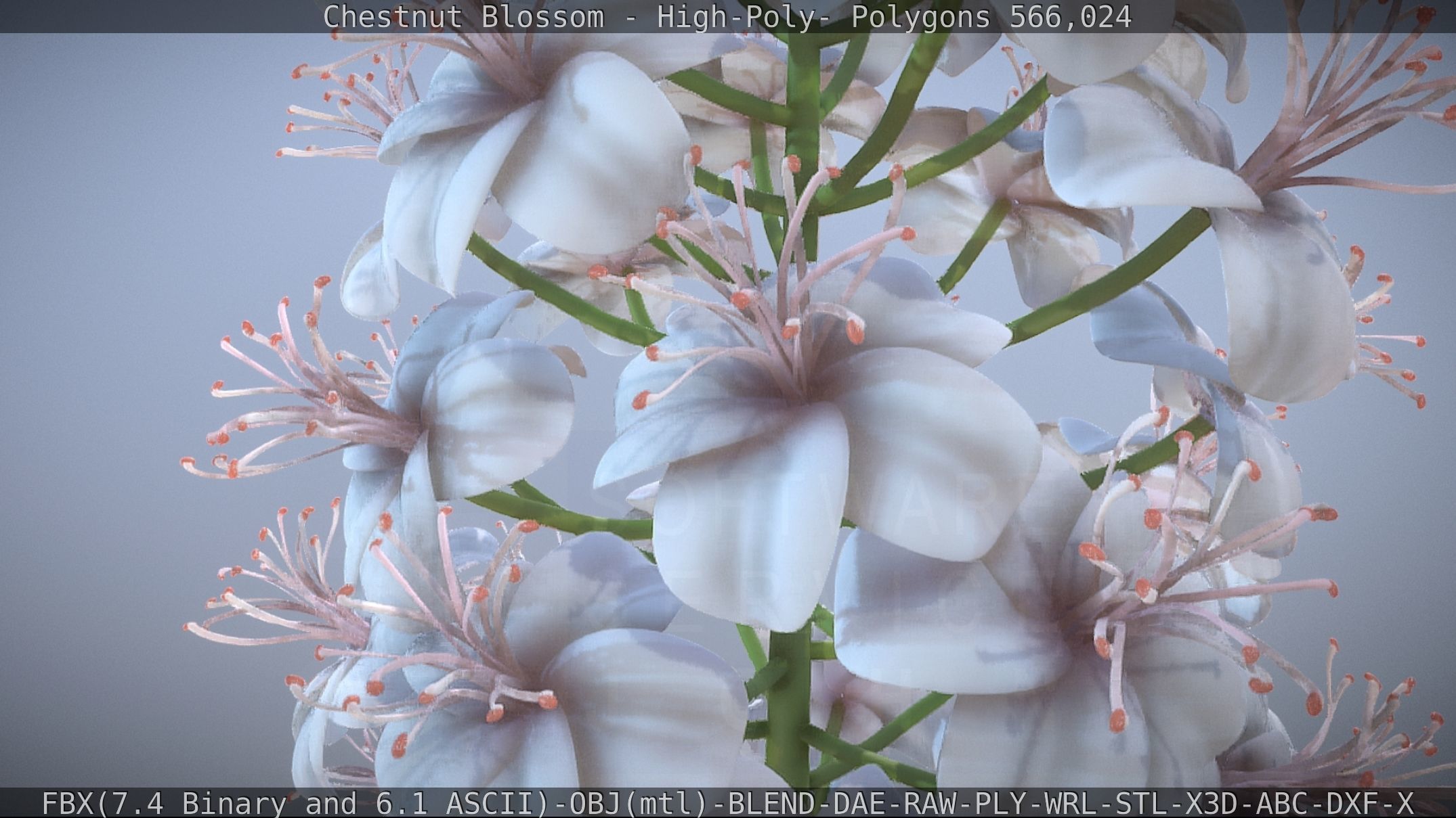 Chestnut Blossom High-Poly 3D model_55