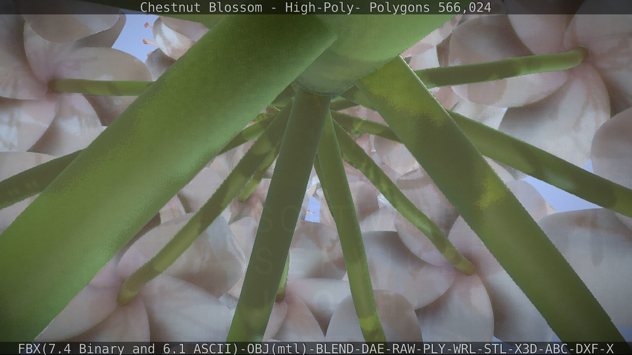 Chestnut Blossom High-Poly 3D model_32