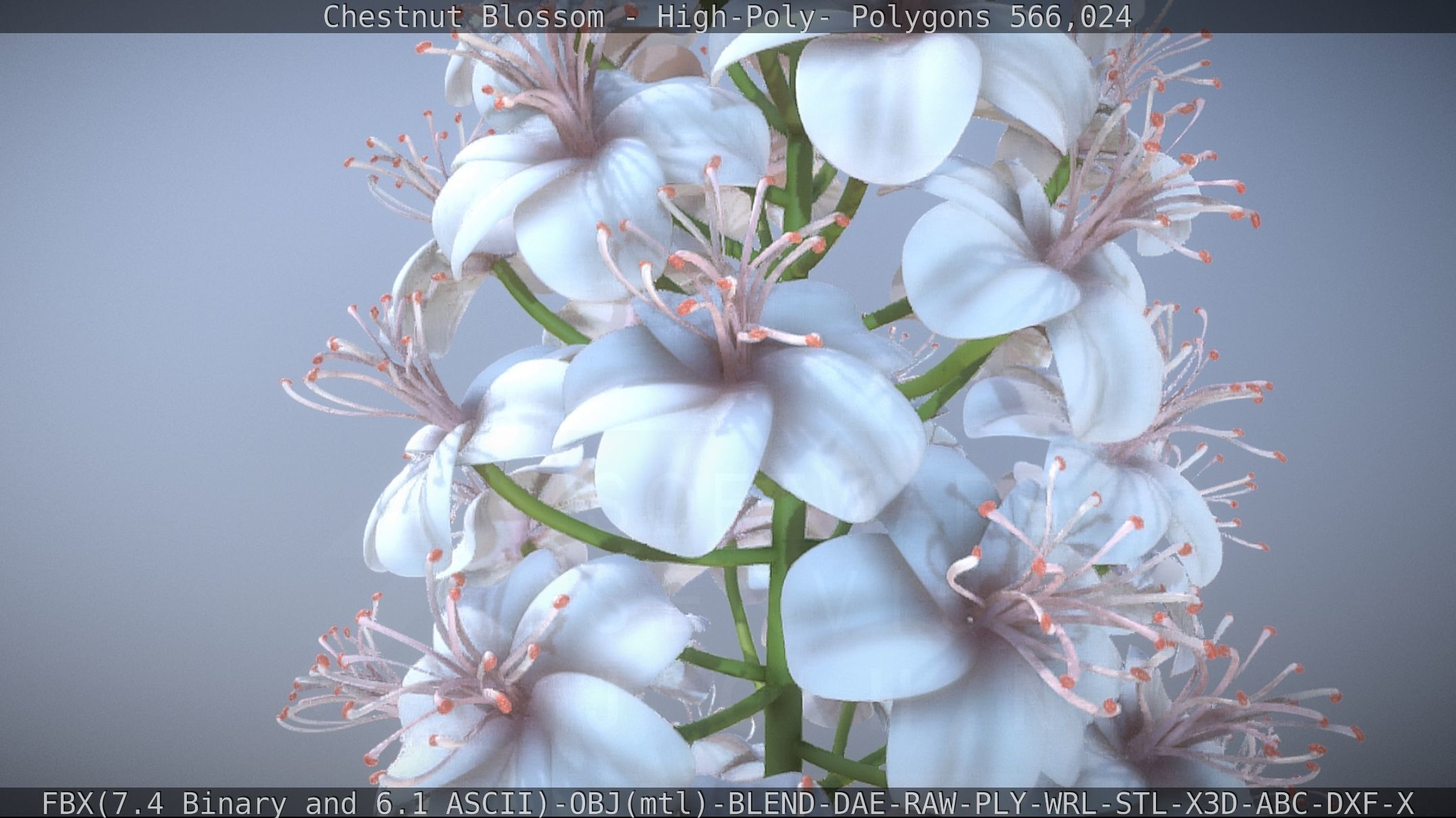 Chestnut Blossom High-Poly 3D model_62