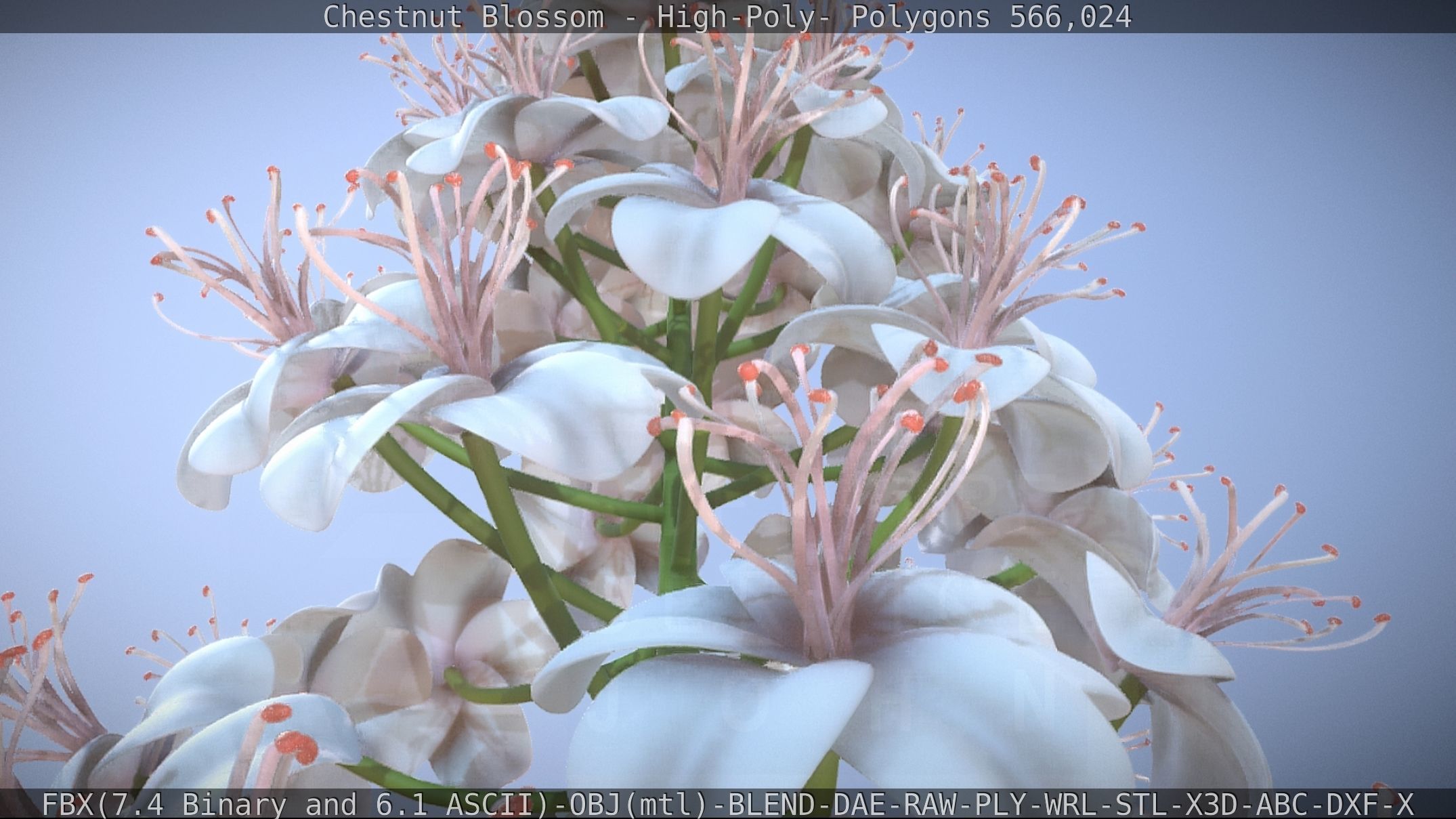 Chestnut Blossom High-Poly 3D model_16