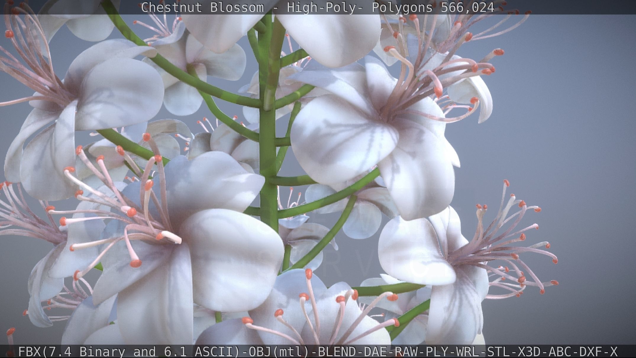 Chestnut Blossom High-Poly 3D model_19
