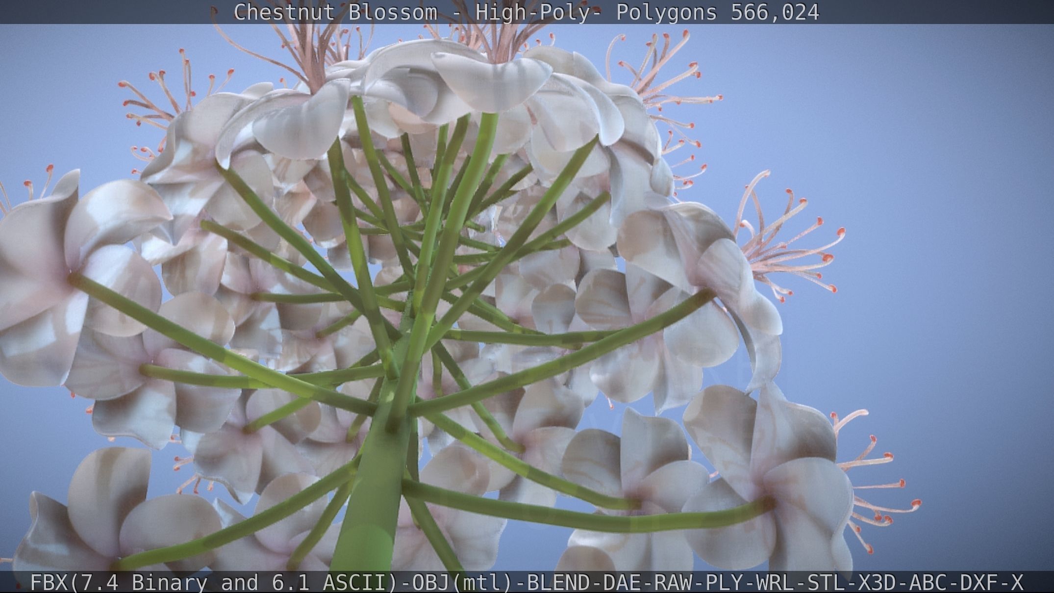 Chestnut Blossom High-Poly 3D model_15